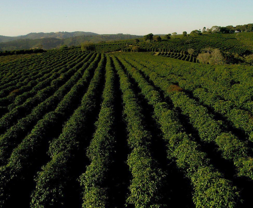 Fazenda<br /><strong>Mantissa</strong>